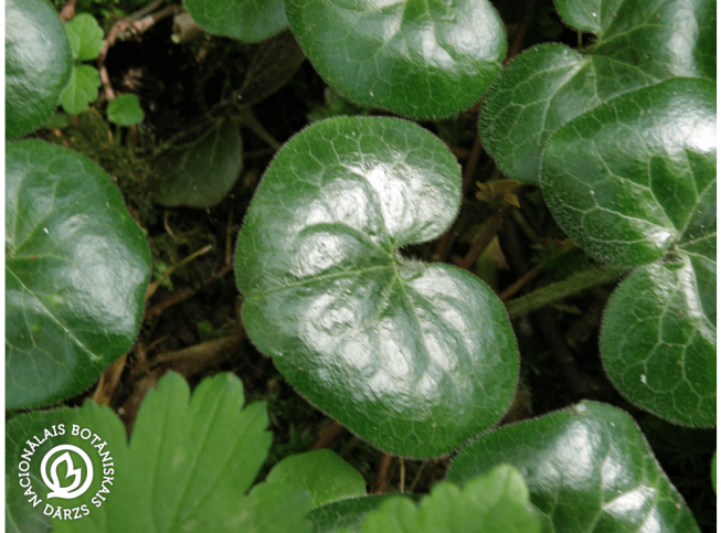 Asarum europaeum